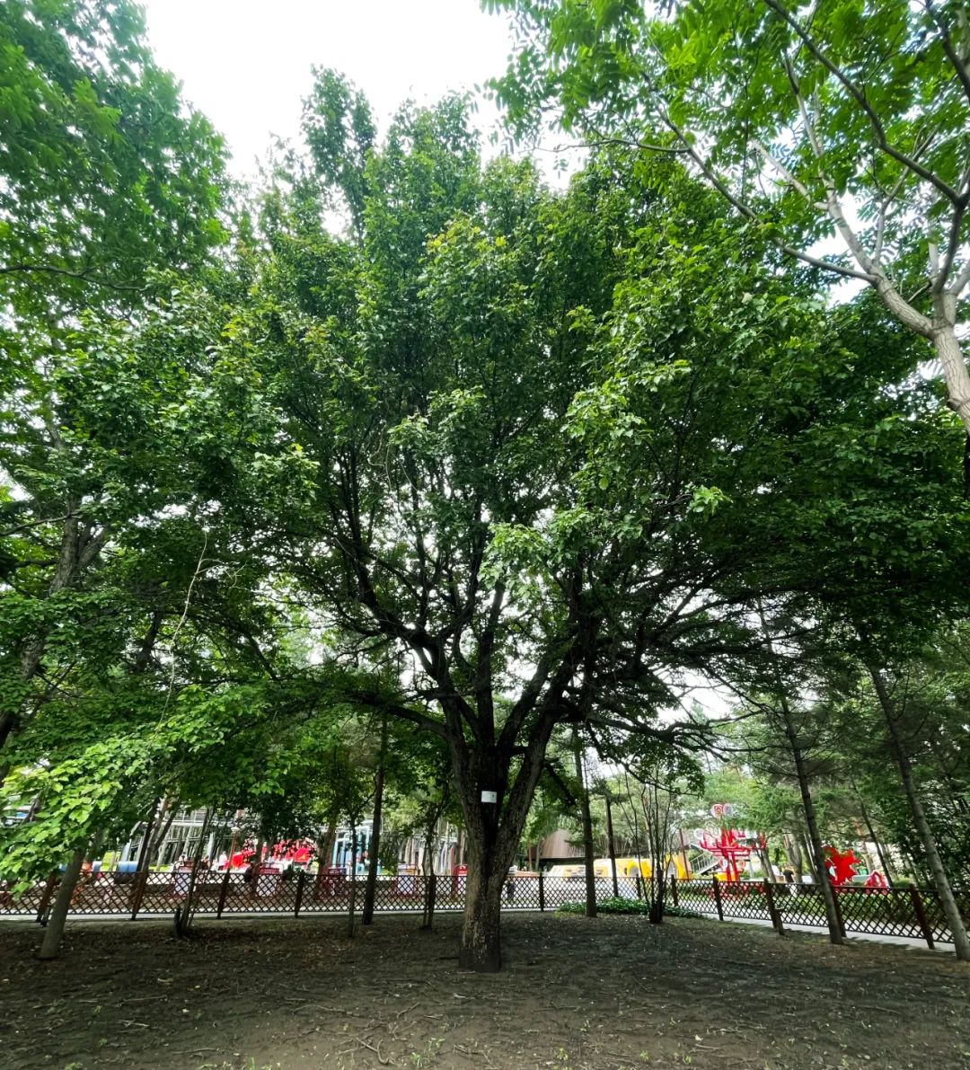 ��Ȧ(�й���)�������ǲ�!